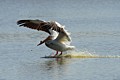 American White Pelican (male) - landing