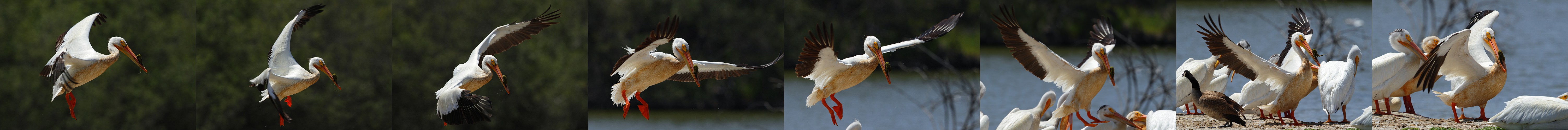 Pelican Landing Sequence