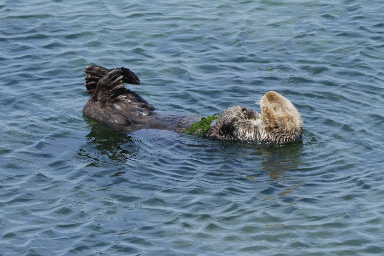 California sea otter