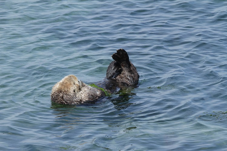 California sea otter