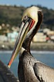 Dale, the brown pelican