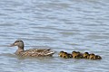 Mother mallard and ducklings