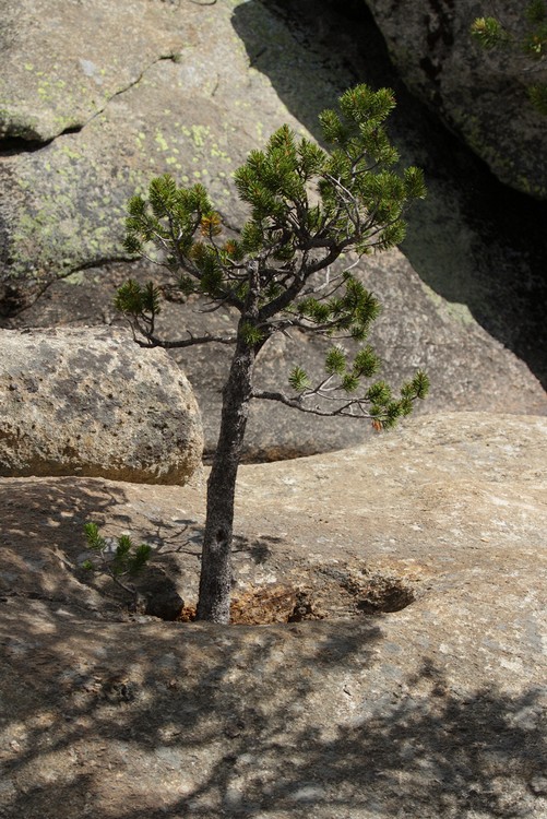 Lodgepole Pine growing in granite pothole