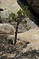 Lodgepole Pine growing in granite pothole