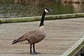 Canada Goose calling for her mate