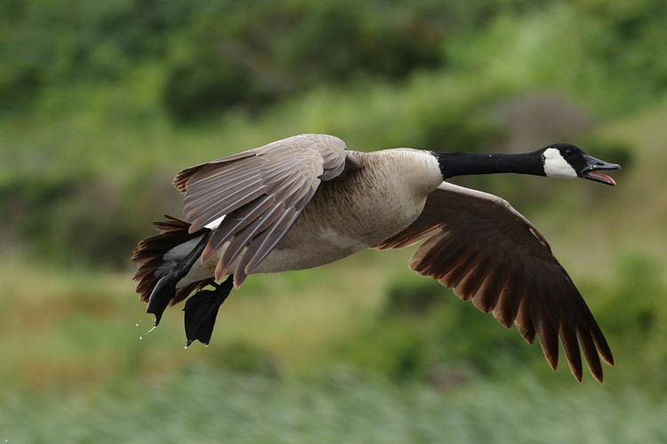 Canada Goose mate flying in