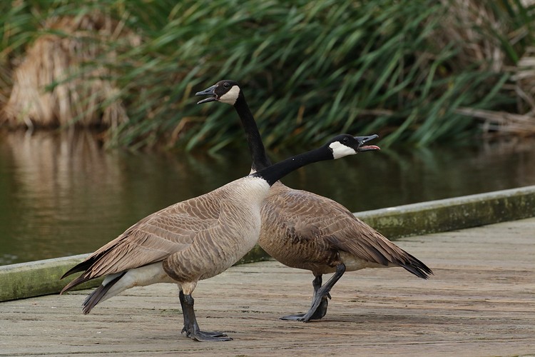 Canada Geese mating pair