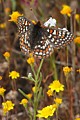 Bay Checkerspot Butterfly (Euphydryas editha bayensis)