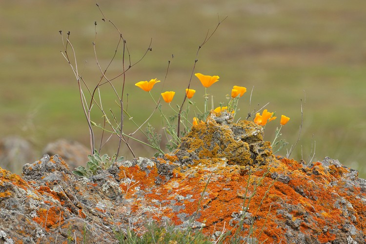 Poppies on rock
