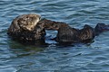 California Sea Otter - grooming