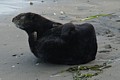 California Sea Otter - on sand