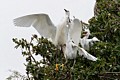 Snowy Egrets (Egretta thula) - parent and chicks