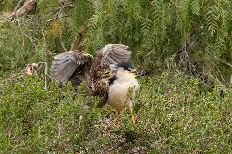 Black-crowned Night Heron (Nycticorax nycticorax) - parent and chick