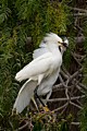 Snowy Egrets (Egretta thula) - parent and chick