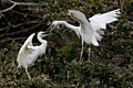 Snowy Egrets (Egretta thula) - parent and chick