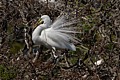 Great Egret (Ardea alba) - nest-building