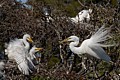 Great Egret (Ardea alba) - parent and chicks