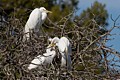 Great Egret (Ardea alba) - parent and chick