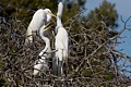 Great Egret (Ardea alba) - parent and chick