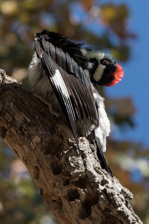 Acorn woodpecker (Melanerpes formicivorus)