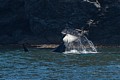 Male Orca tail-slapping near shore