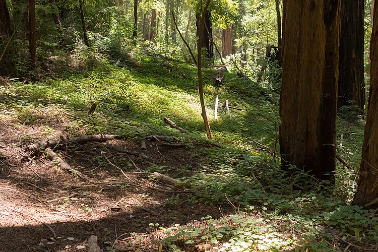 Redwood forest undergrowth