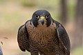 Peregrine falcon (captive)