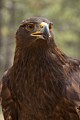 Golden Eagle (captive)
