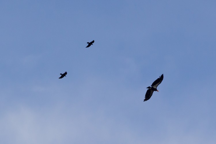 California Condor and crows