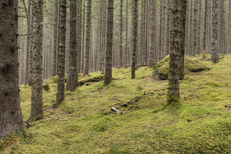 Mossy spruce forest