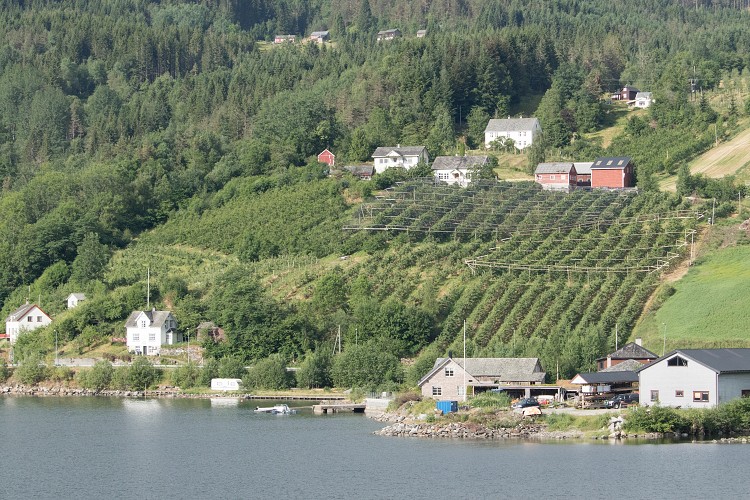 Ulvik apple and cherry orchards