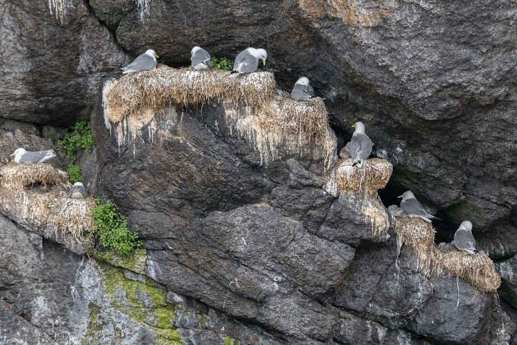 Nesting gulls