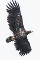White-tailed (sea) Eagle