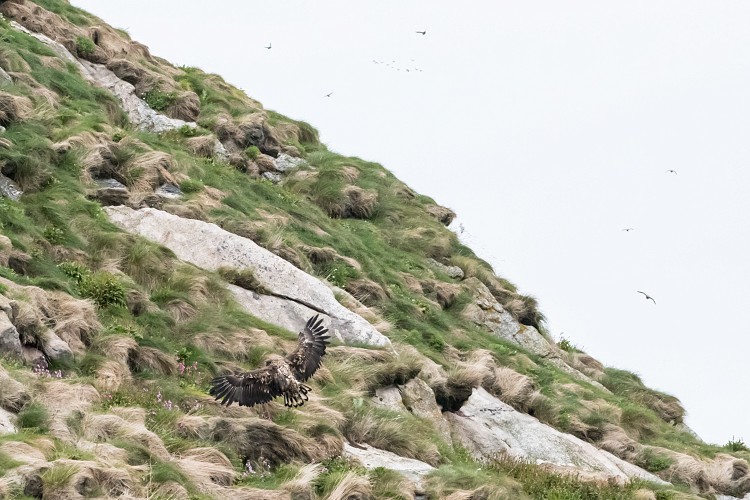 Eagle landing on the puffin rookery