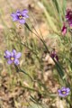 Blue Eyed Grass (Sisyrinchium bellum)