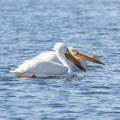 American white pelicans (Pelecanus erythrorhynchos)
