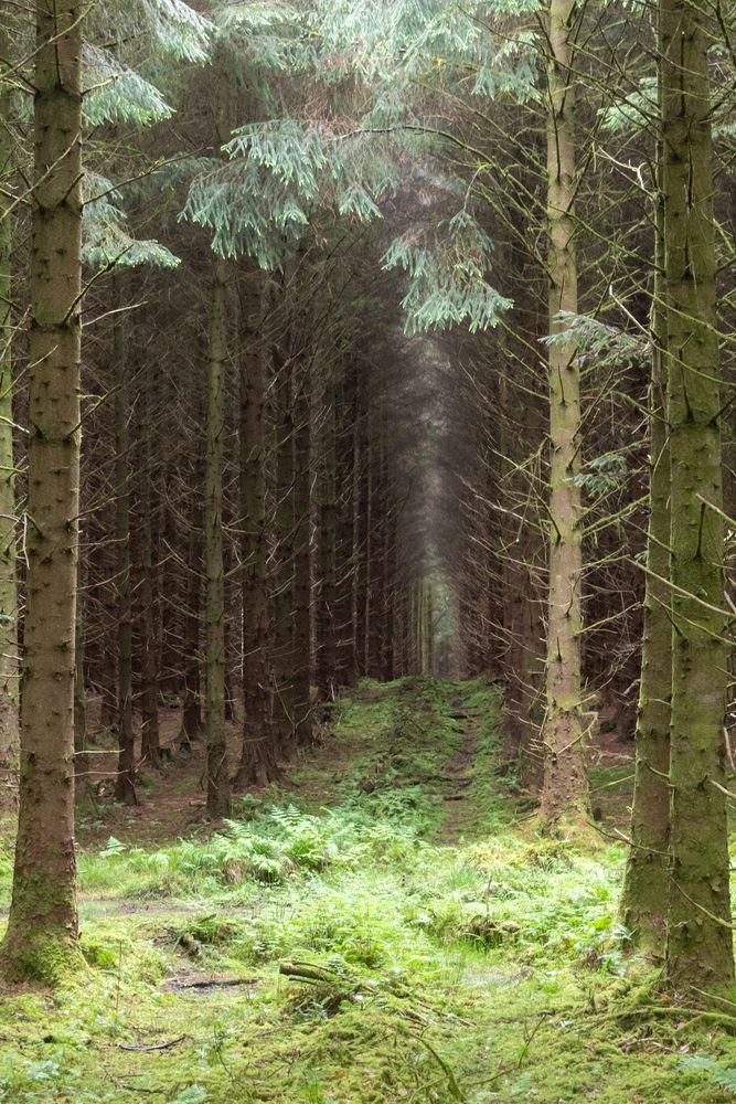 Lough Eske spruce forest