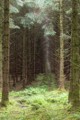 Lough Eske spruce forest