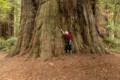 Large redwood