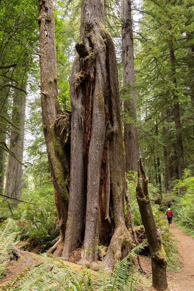 Spruce growing over redwood snag