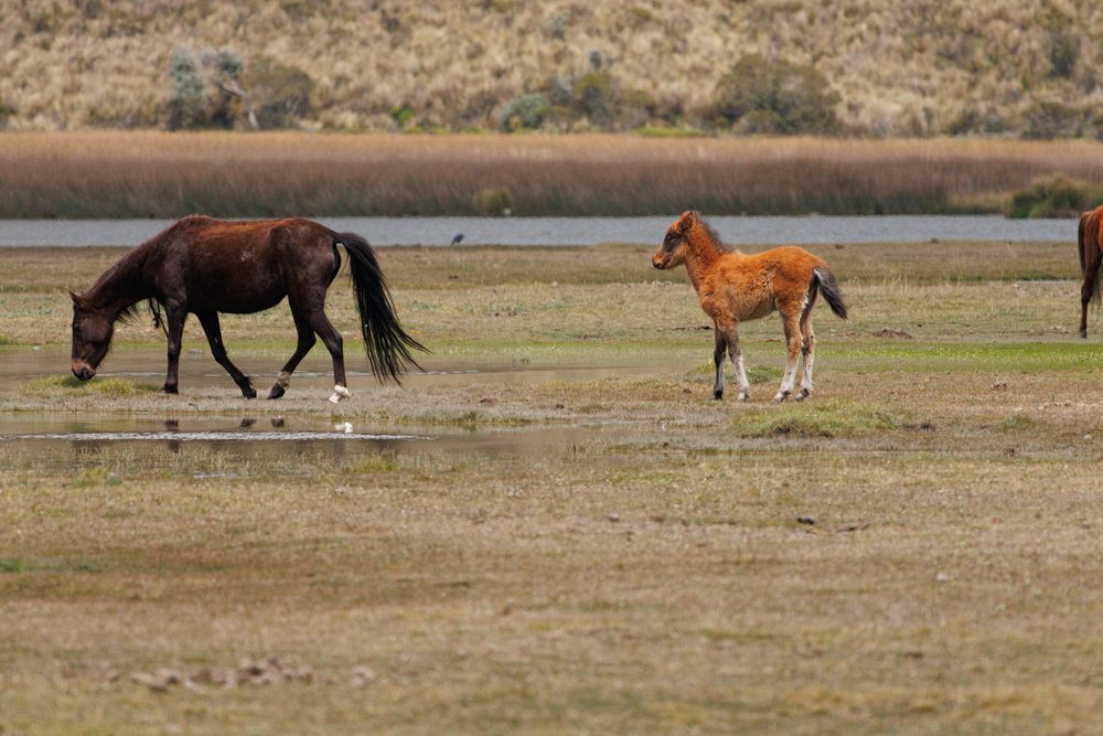 Laguna de Limpiopungo - wild horses