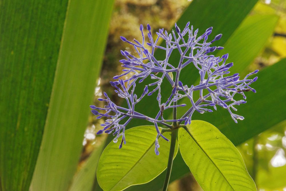 Rubiaceae flower