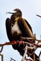 Great Frigatebird (Fregata minor) - female
