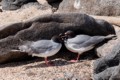 Swallow-Tailed Gulls (Creagrus furcatus)