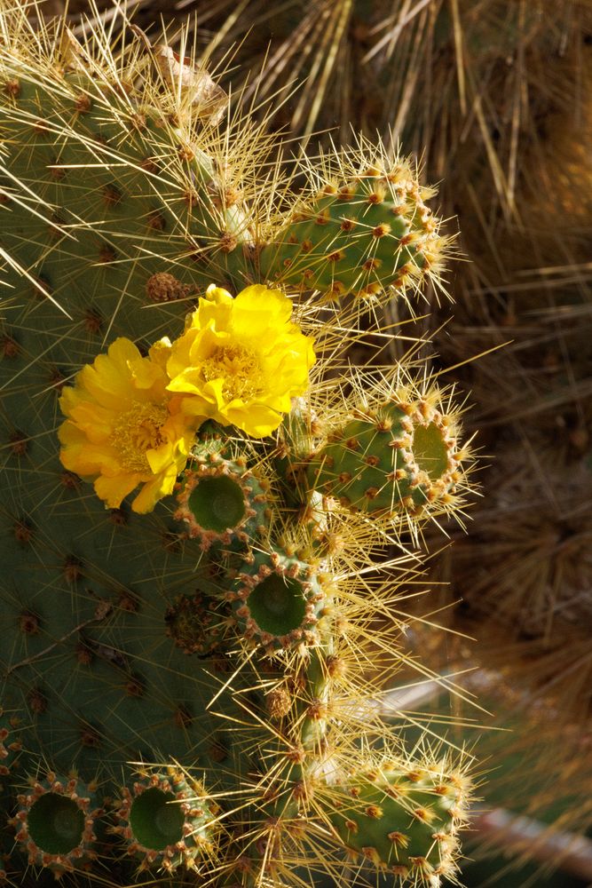 Prickly Pear cactus (Opuntia galapageia)