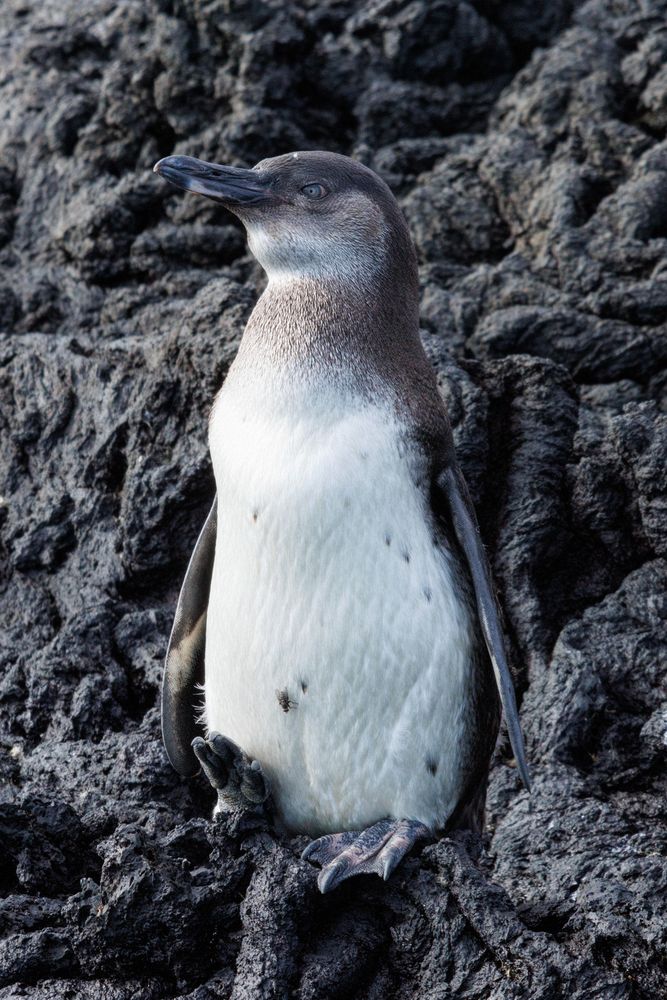 Galpagos Penguin (Spheniscus mendiculus)