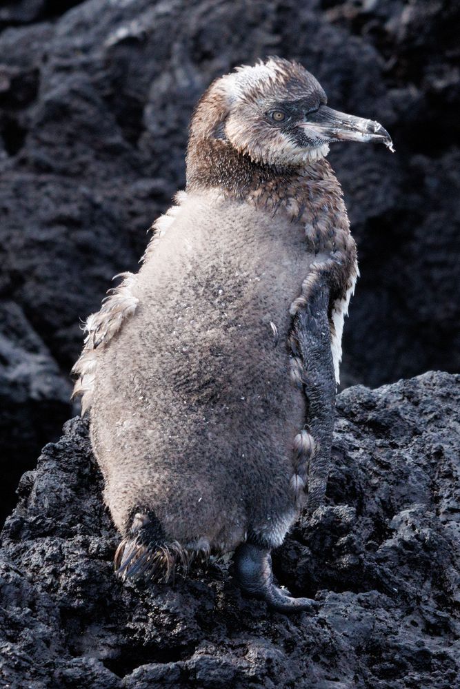 Galpagos Penguin (Spheniscus mendiculus) - molting