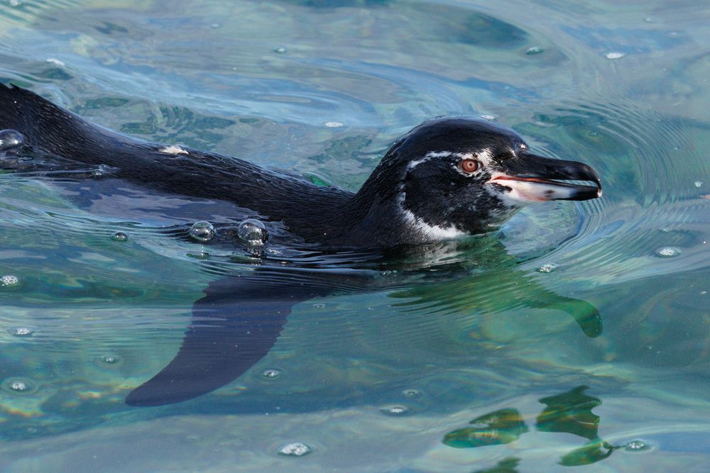 Galpagos Penguin (Spheniscus mendiculus)