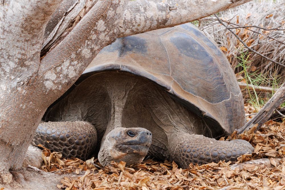 Galapagos Giant Tortoise (Chelonoidis niger)