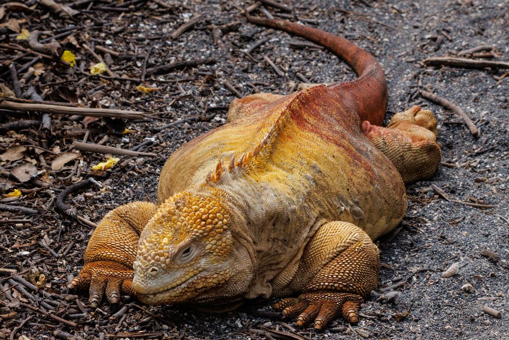 Galapagos land iguana (Conolophus subcristatus)